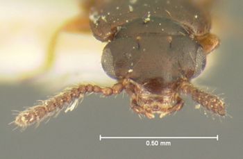 Media type: image;   Entomology 6588 Aspect: head dorsal view